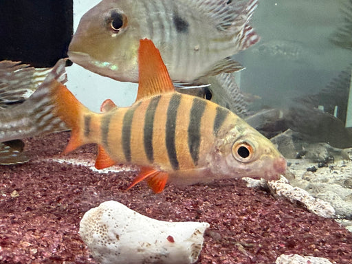 * Other Species * Distichodus Sexfaciatus “majestic shelter” 10-11cm