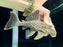 * Pleco *  Panaque nigrolineatus (L190) 16-18cm