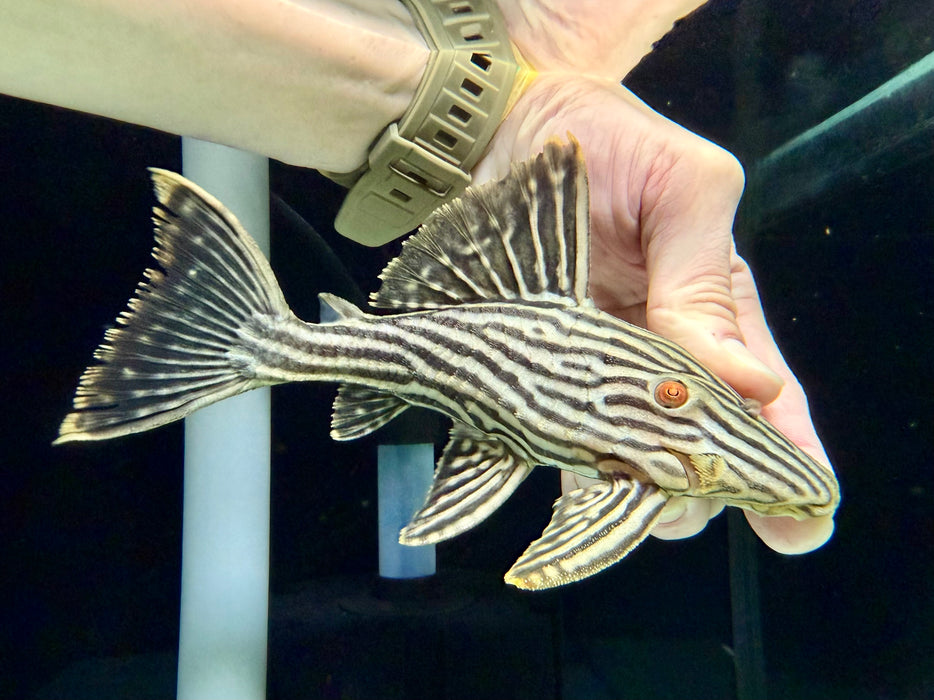 * Pleco *  Panaque nigrolineatus (L190) 16-18cm