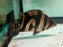 * Other Species * Datnioides microlepis Indonesian Tiger Perch (Odd Bar IT) 18-20cm