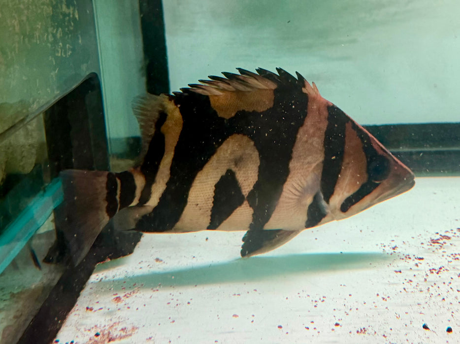* Other Species * Datnioides microlepis Indonesian Tiger Perch (Odd Bar IT) 18-20cm