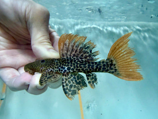 * Pleco * Pseudacanthicus leopardus (L600) “Wild” Full Red Tail! 11-14cm