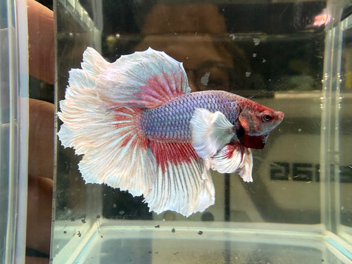 * Betta * Elephant Ear (Dumbo) Halfmoon (Actual Fish) #01