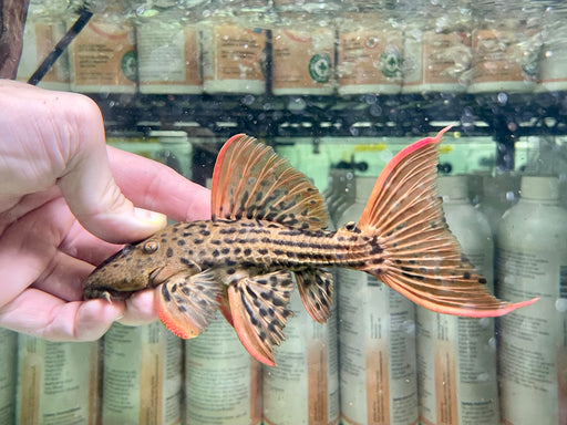 * Pleco *  Pseudacanthicus Pirarara (L25 Sao Felix Super Red) 19cm #25SR15 (Actual piece)