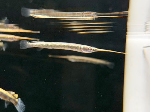 * Other Species * Zenarchopterus Dunckeri (Duncker River Halfbeak)