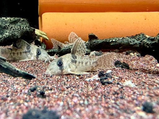 * Corydoras * Brochis sp. CW160 (Super Ancestor)