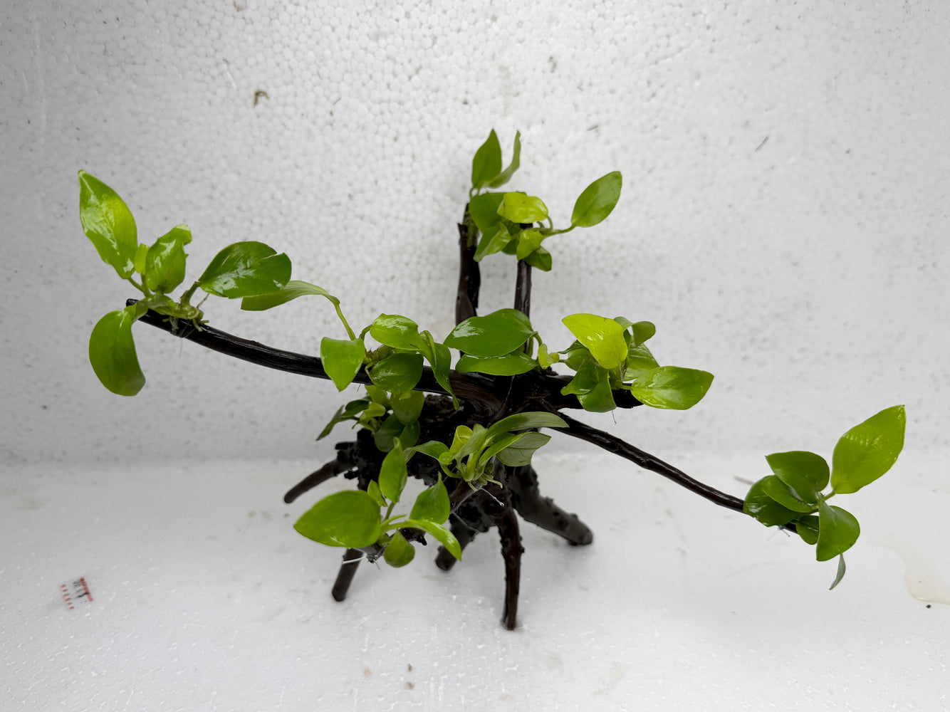 * Plants* Anubias Golden Nana Bonsai #65