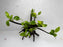 * Plants* Anubias Golden Nana Bonsai #65