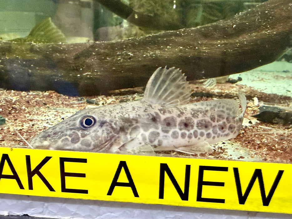 * Catfish * Auchenoglanis Occidentalis (Giraffe catfish) 10-12cm
