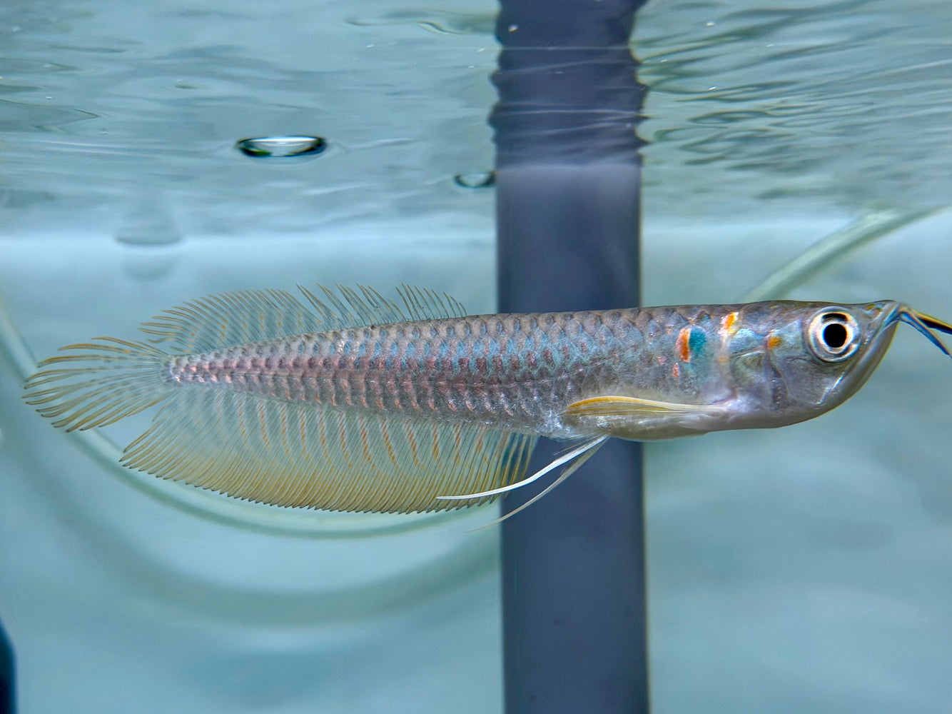 * Arowana * Osteoglossum bicirrhosum (Silver arowana) 10-12cm