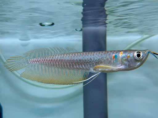 * Arowana * Osteoglossum bicirrhosum (Silver arowana) 10-12cm