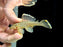 * Pleco *  Baryancistrus chrysolomus (L47 Mango Pleco) 8-10cm
