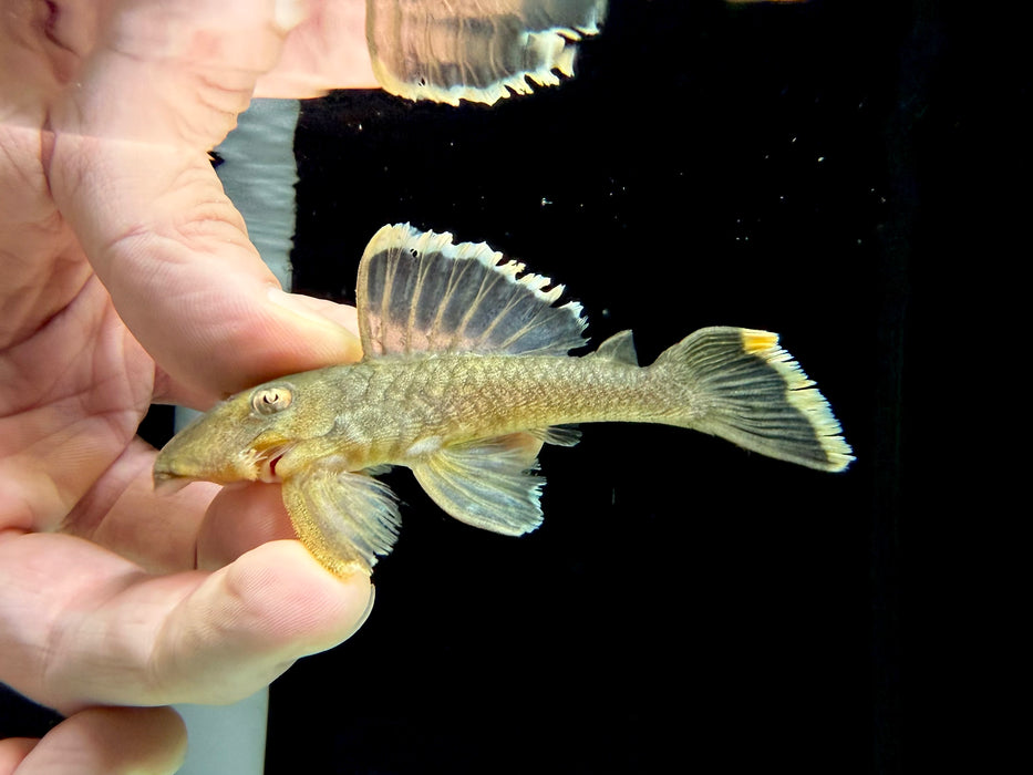 * Pleco *  Baryancistrus chrysolomus (L47 Mango Pleco) 8-10cm