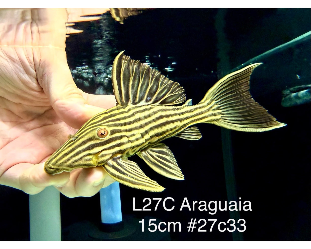 * Pleco *  Panaque armbrusteri (L27C Araguaia GOLDLINE) 15cm #27c33 (Actual piece)