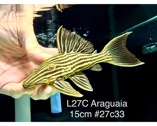 * Pleco *  Panaque armbrusteri (L27C Araguaia GOLDLINE) 15cm #27c33 (Actual piece)