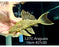 * Pleco *  Panaque armbrusteri (L27C Araguaia GOLDLINE) 15cm #27c33 (Actual piece)