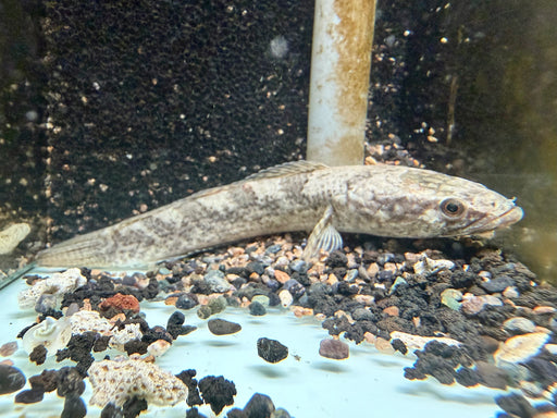 * Channa * Channa Quinquefasciata (5 Banded Channa) 14-16cm