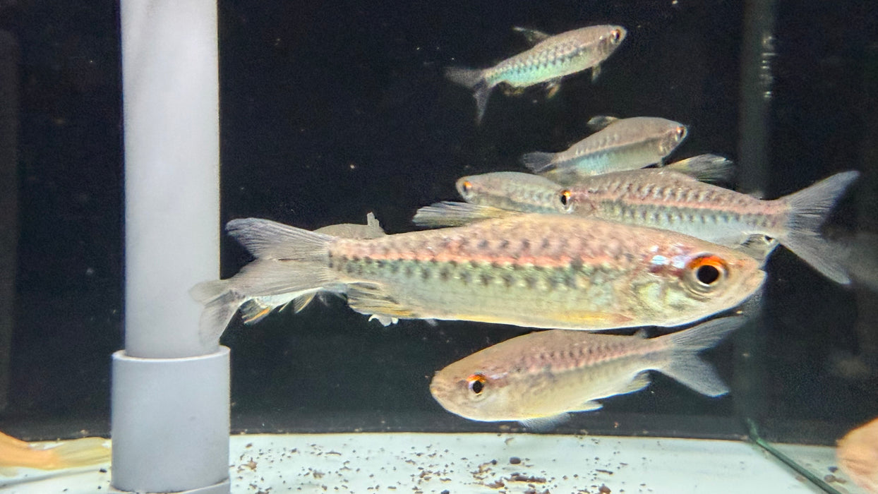 * Tetra/Barb * Arnoldichthys spilopterus "African red eye tetra"