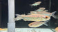 * Tetra/Barb * Arnoldichthys spilopterus "African red eye tetra"