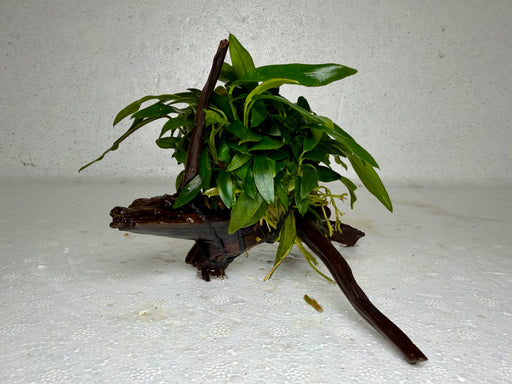 * Plants* Anubias Glabra on Spiderwood #82