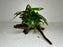 * Plants* Anubias Glabra on Spiderwood #82