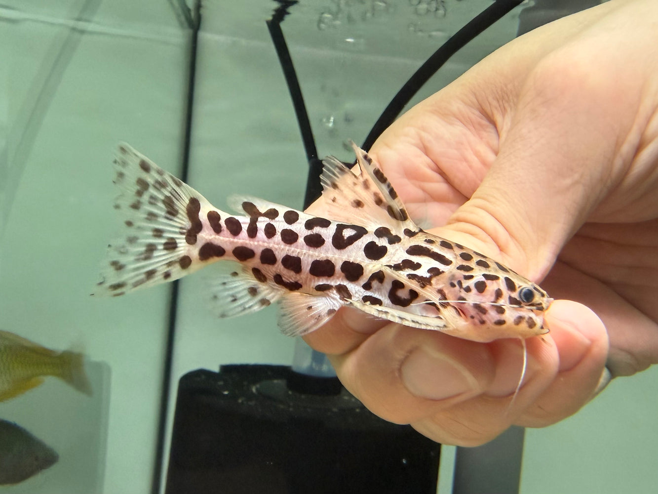 * Catfish * Liosomadoras oncinus BRAZIL "Jaguar Catfish" 7cm #JCB06