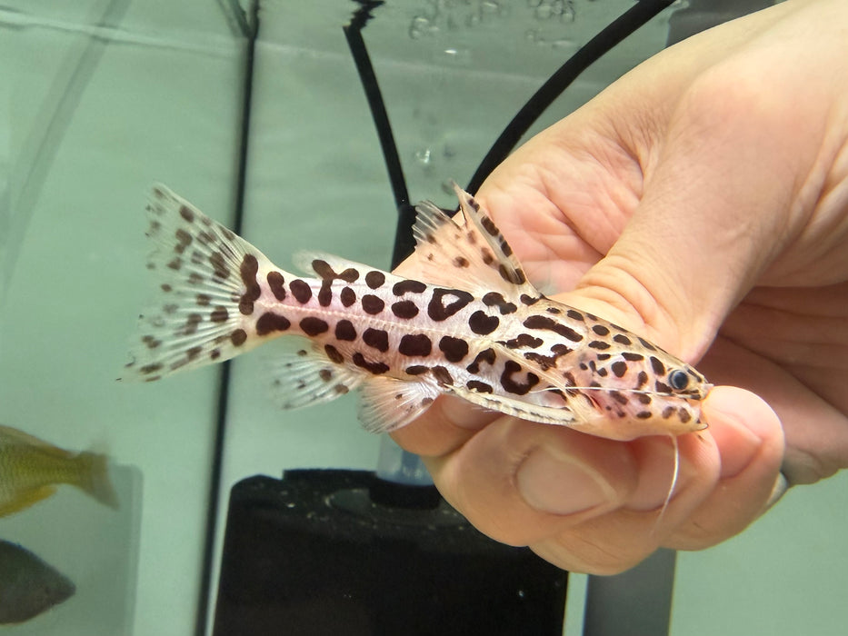 * Catfish * Liosomadoras oncinus BRAZIL "Jaguar Catfish" 7cm #JCB06