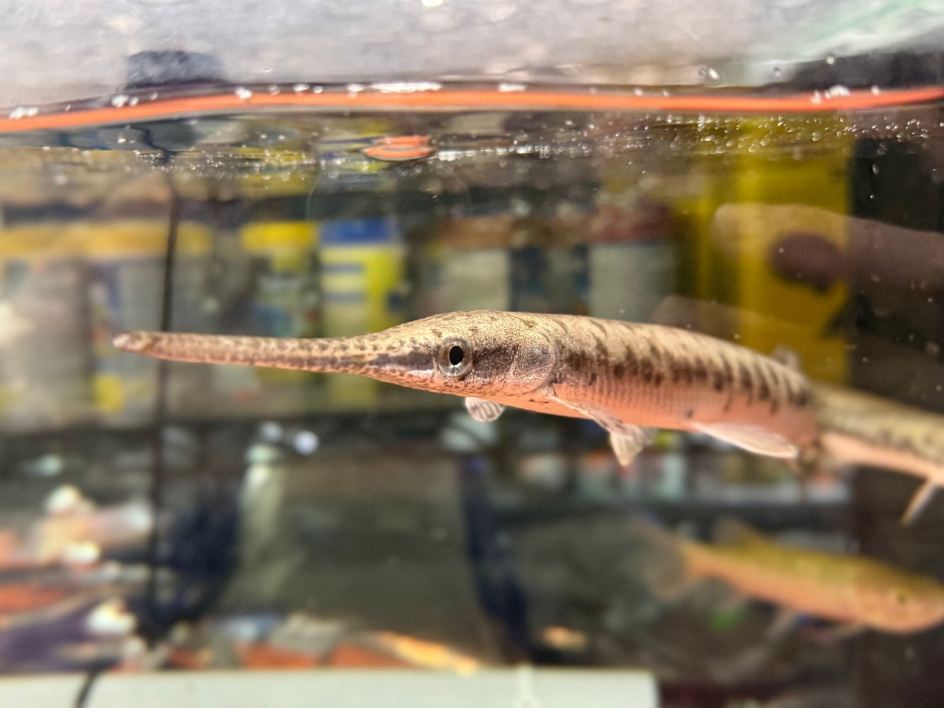 * Other Species * Lepisosteus osseus (Long Nose Gar) 28-32cm