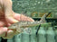 * Pleco * Hypostomus Roseopunctatus 12-14cm