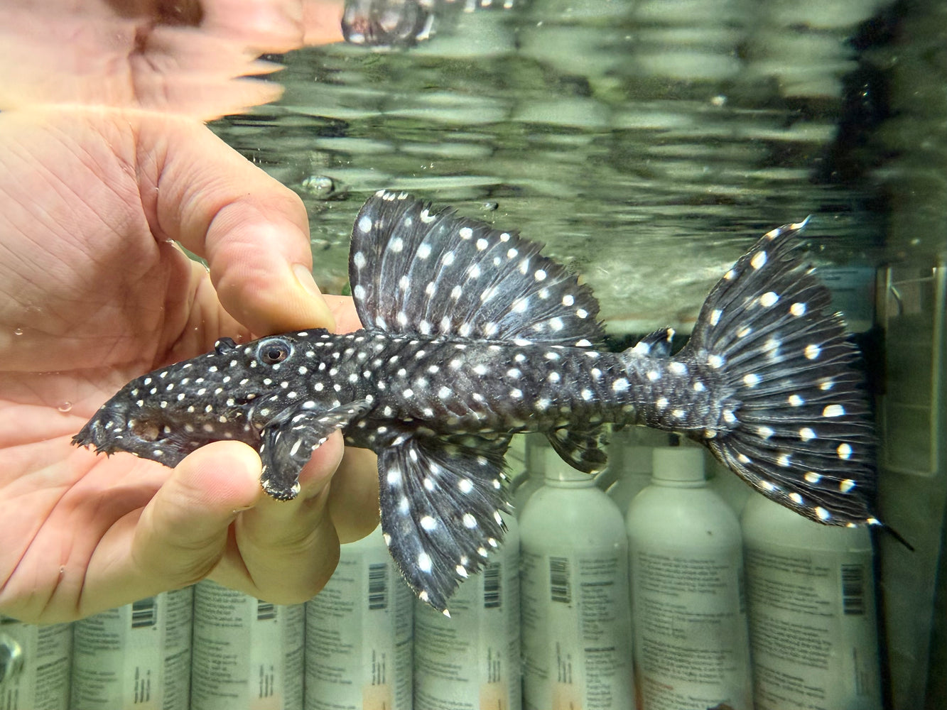 * Pleco *  Leporacanthicus cf. galaxias (L240) "Vampire Pleco" 14-16cm