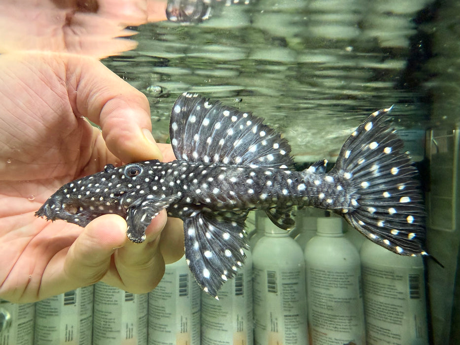 * Pleco *  Leporacanthicus cf. galaxias (L240) "Vampire Pleco" 14-16cm