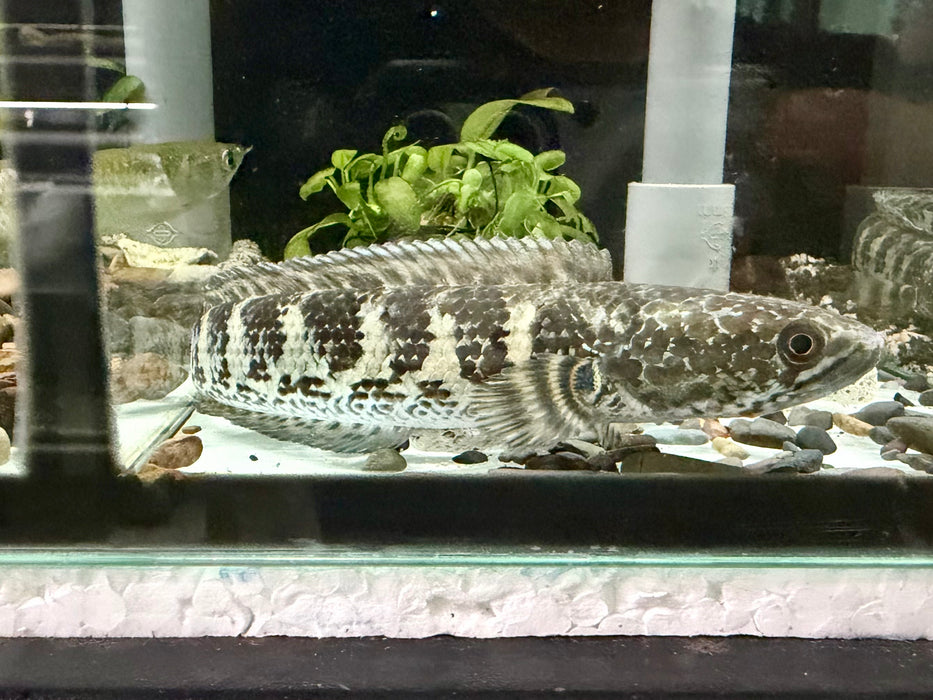 * Channa * Channa Aurantimaculata (Cobra Channa) 12-15CM