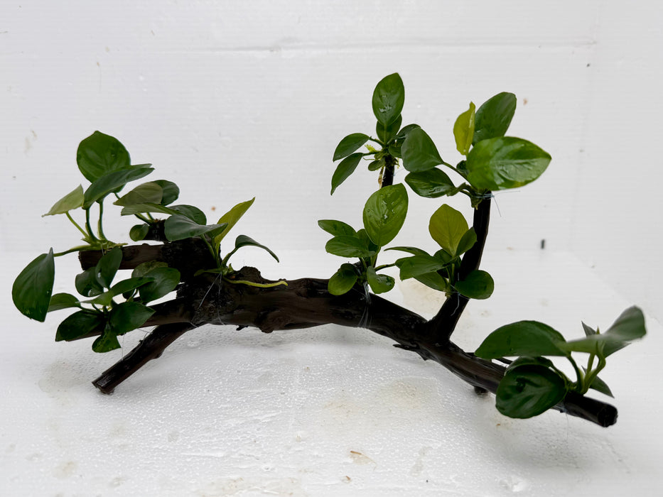 * Plants* Anubias Nana Bonsai #127