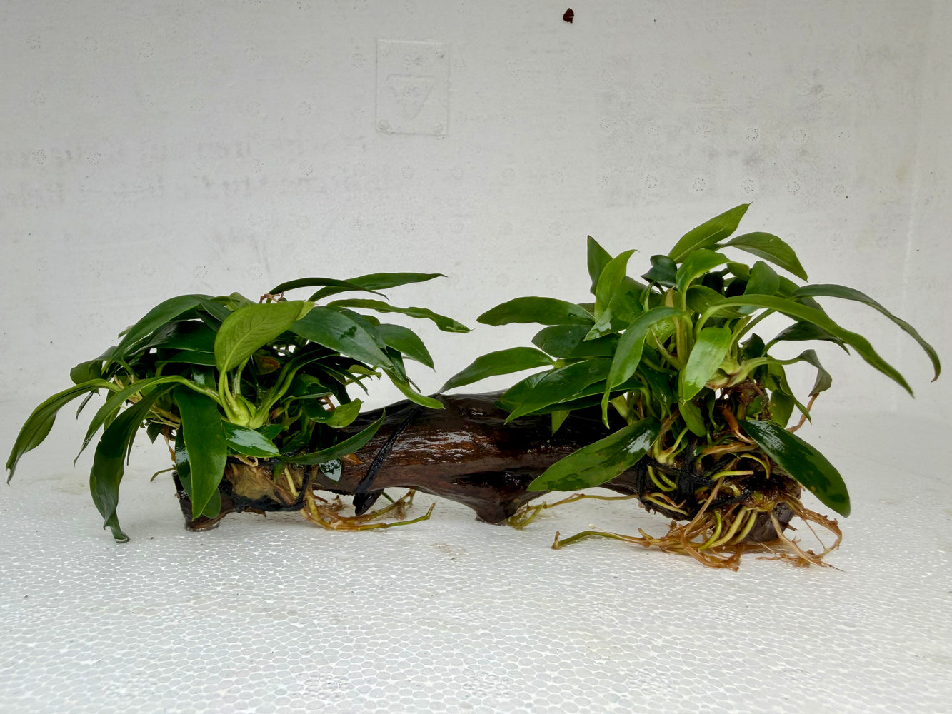 * Plants * Anubias Glabra on Spiderwood #133