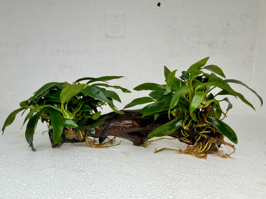 * Plants * Anubias Glabra on Spiderwood #133