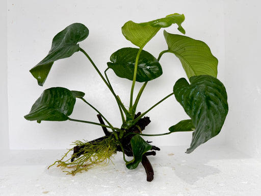 * Plants* Anubias On Spider Wood #14