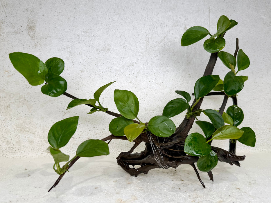 * Plants* Anubias Nana Bonsai #30