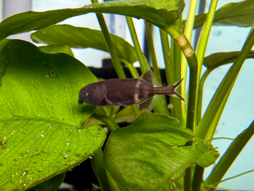 * Other Species *  Gnathonemus sp. (Elephantnose) 2-3cm