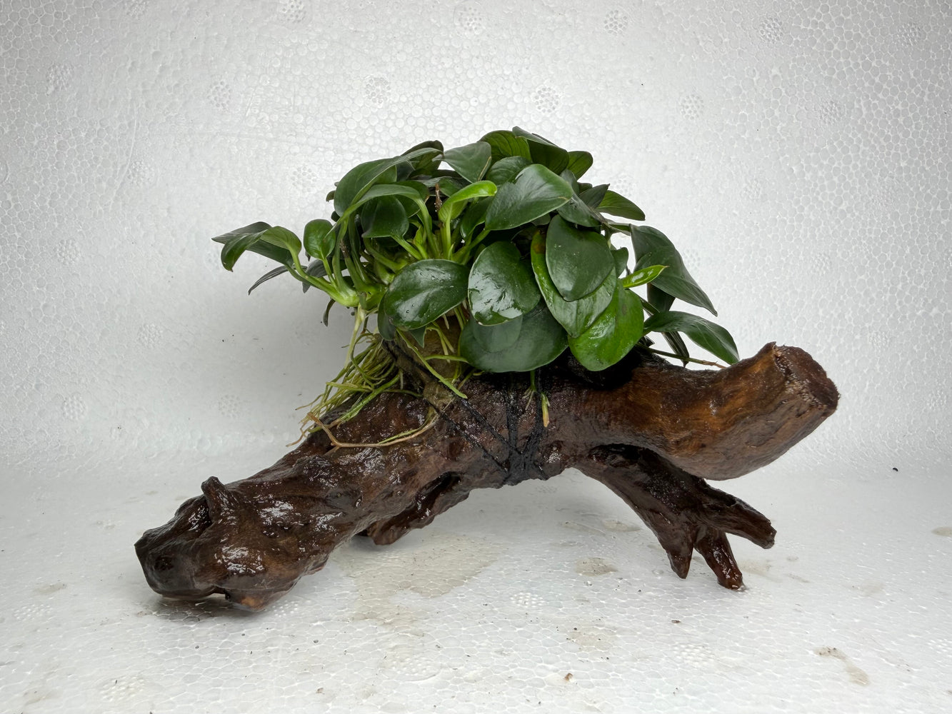 * Plants* Anubias Nana Petite on Spiderwood #105