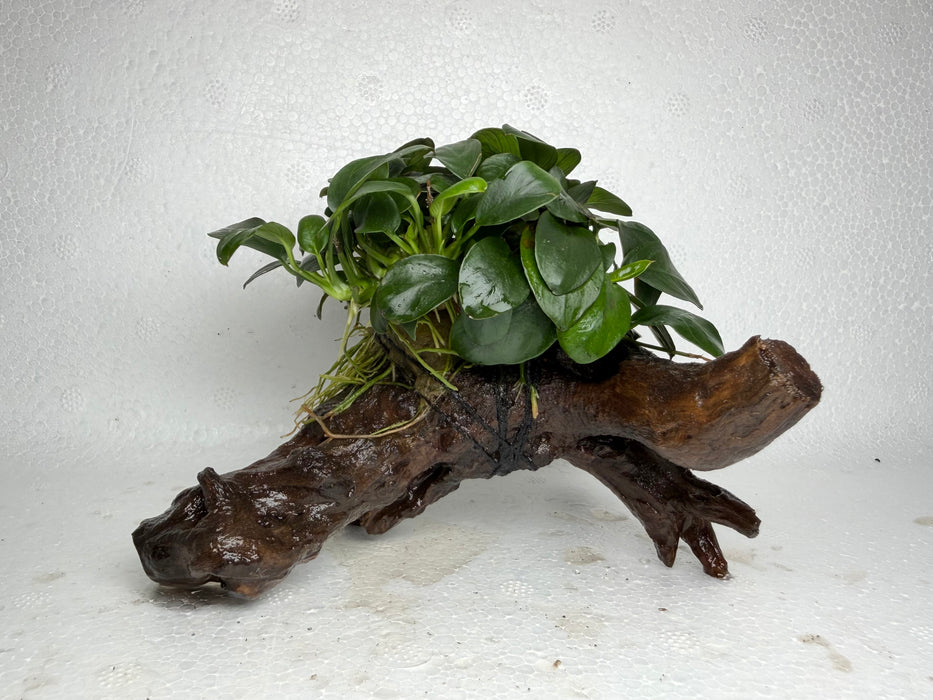 * Plants* Anubias Nana Petite on Spiderwood #105