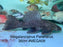* Pleco * Megalancistrus parananus #MEGA09 36cm (Actual piece)