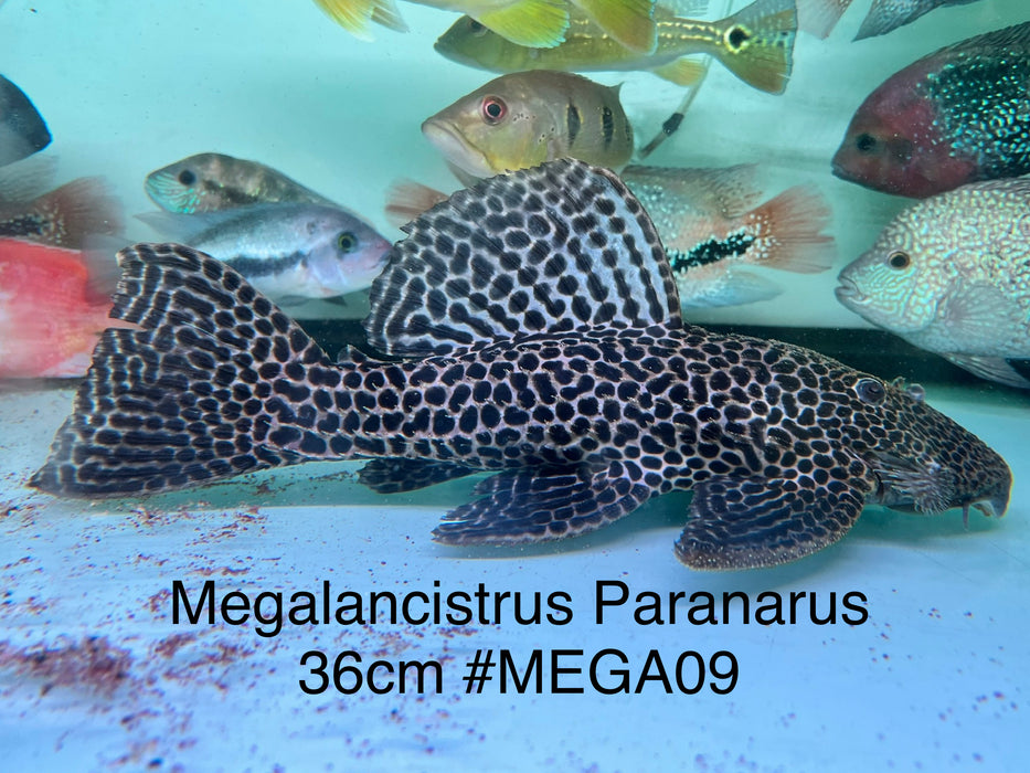 * Pleco * Megalancistrus parananus #MEGA09 36cm (Actual piece)