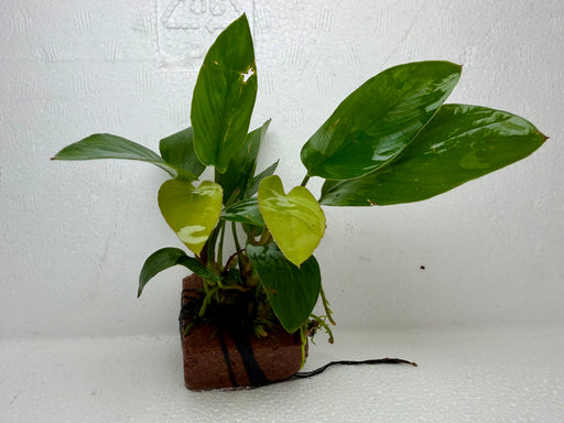 * Plants * Anubias Hastifolia on Rock #26