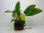 * Plants * Anubias Hastifolia on Rock #26