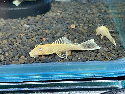 * Pleco *  Ancistrus sp. Blue Eye (L144) 3-4cm