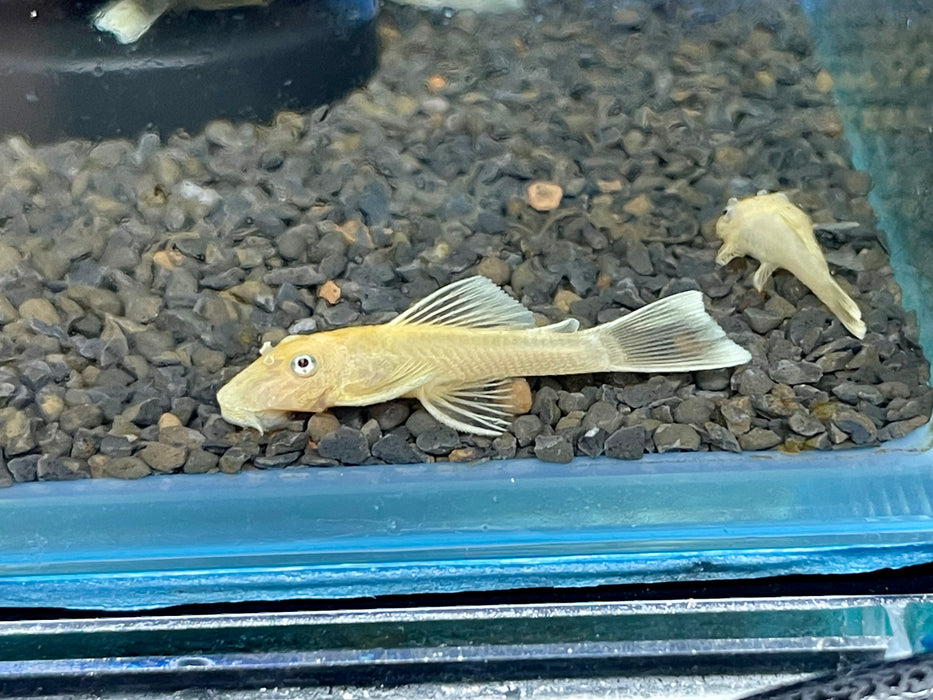 * Pleco *  Ancistrus sp. Blue Eye (L144) 3-4cm