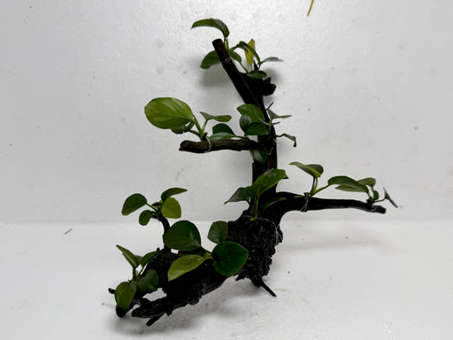 * Plants* Anubias Nana Bonsai #69