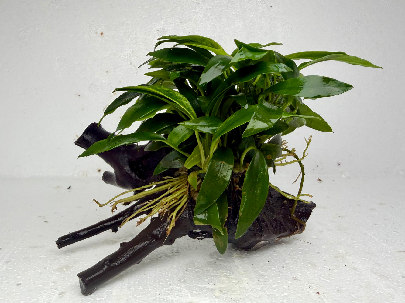 * Plants * Anubias Glabra on Spiderwood #154