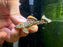* Pleco * Baryancistrus xanthellus (L18 Golden nugget) 4-6cm