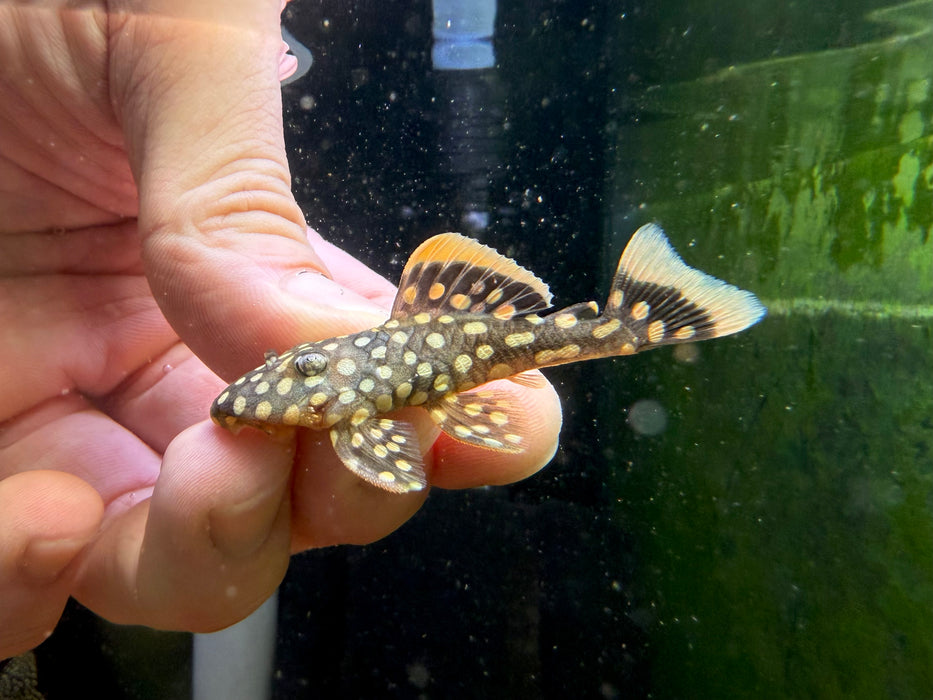 * Pleco * Baryancistrus xanthellus (L18 Golden nugget) 4-6cm